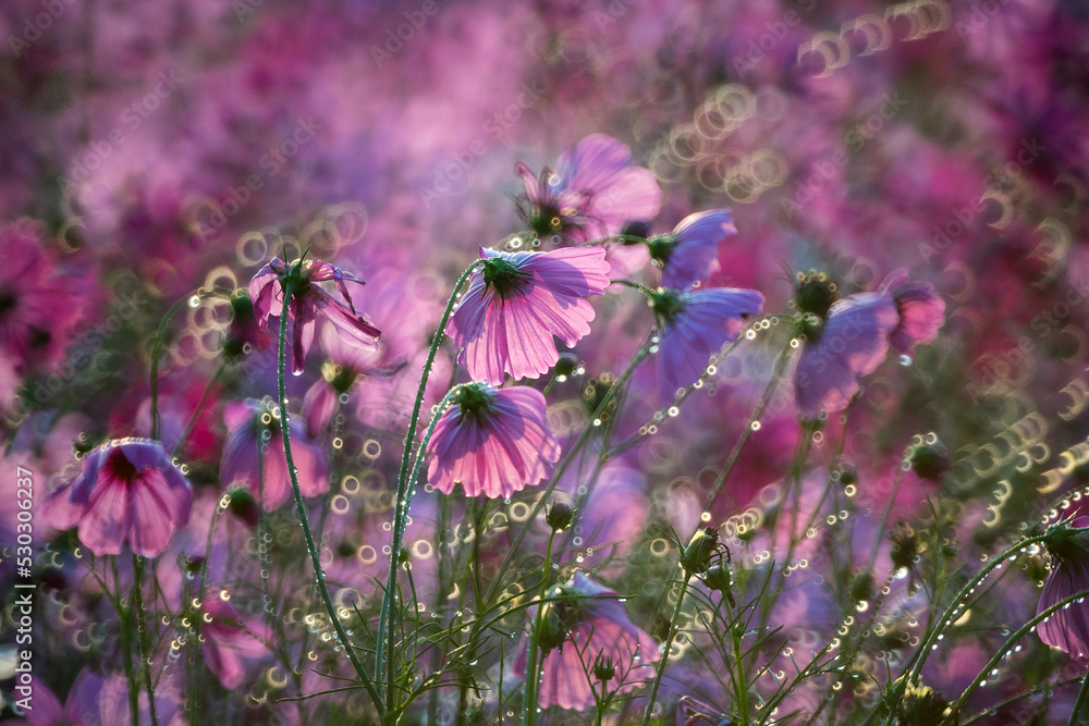 Beautiful Cosmos flowers blooming in the morning Beautiful Cosmos flowers blooming in the morning