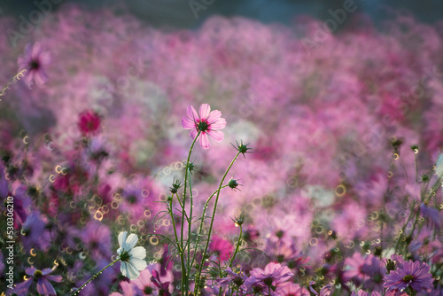 Beautiful Cosmos flowers blooming in the morning