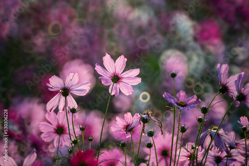 Fototapeta Naklejka Na Ścianę i Meble -  Beautiful Cosmos flowers blooming in the morning