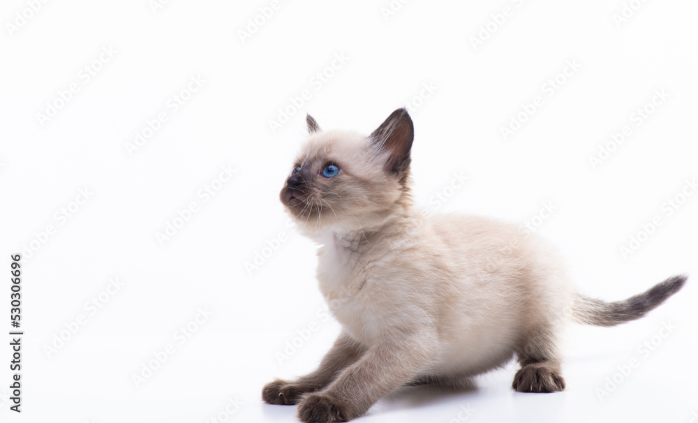Cute playful Siamese kitten getting ready to jump. Cat activities. Isolated on white background