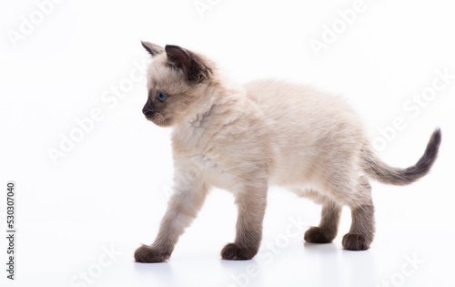 A small kitten goes to food . Photo of cute cat isolated on white background