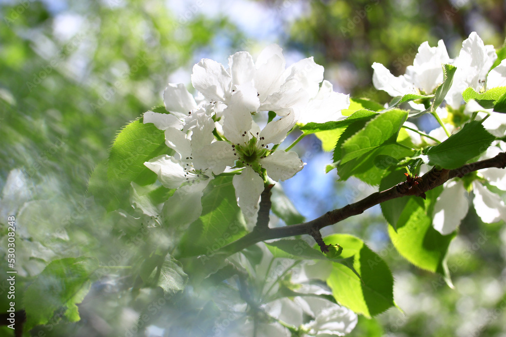 Blooming white apple tree flowers in springtime under sunlight, close up. Blooming white apple tree flowers in springtime under sunlight, close up.