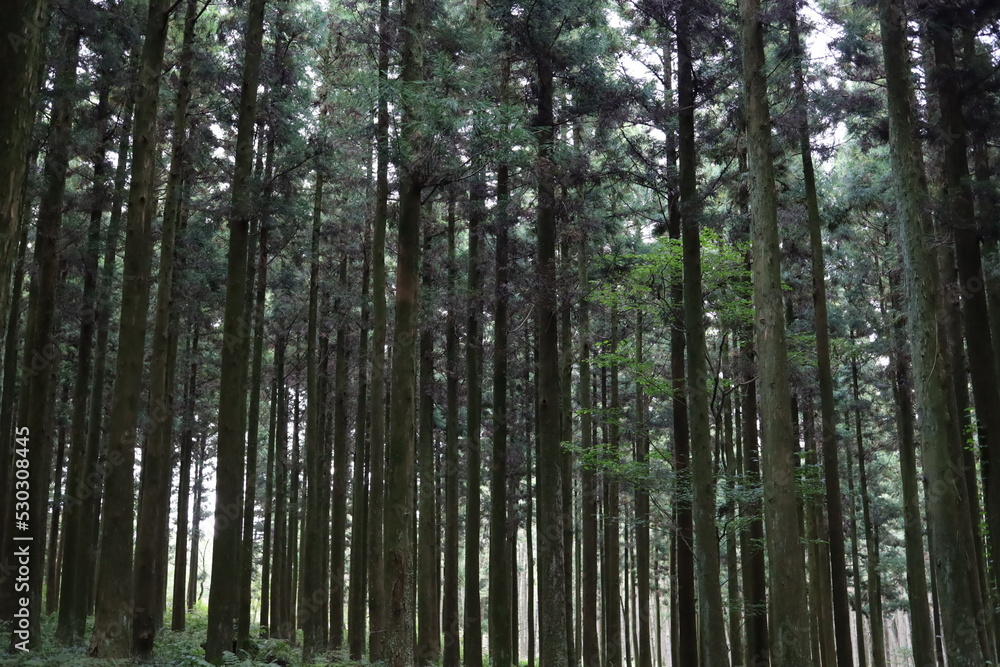 Fototapeta premium 제주의 숲
