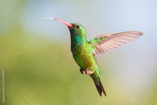 Male Blue-tufted Starthroat hummingbird (Chlorostilbon lucidus), south american species. Argentine birds.