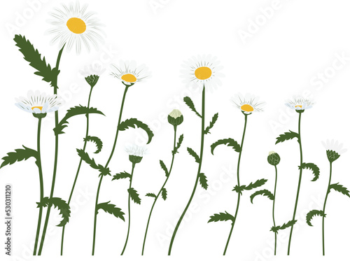 Daisy flower_vector