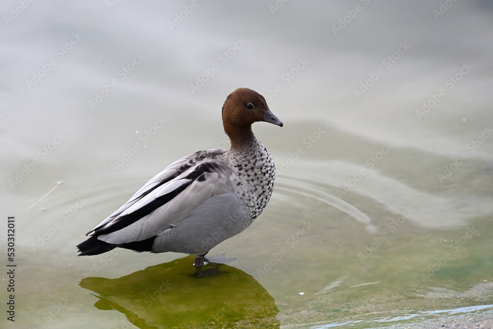 Side view of a male Australian wood duck standing in shallow waters by the shore of a lake Side view of a male Australian wood duck standing in shallow waters by the shore of a lake
