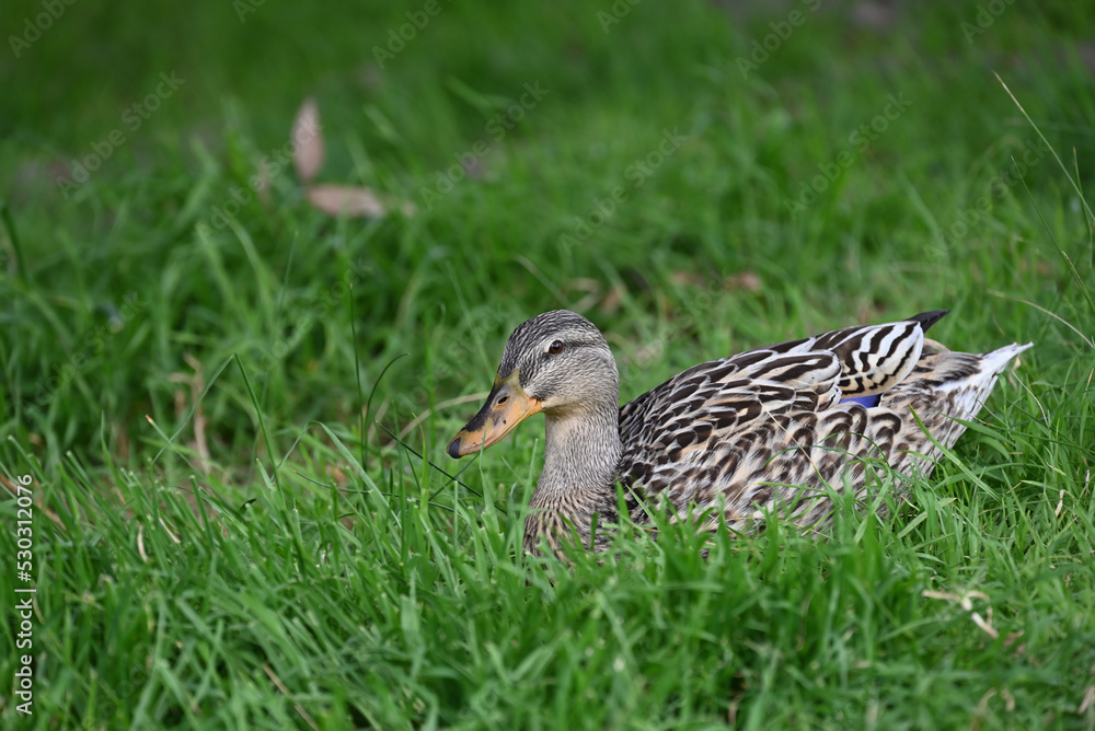 A hybrid dabbling duck, with speckled bill and patterned plumage, laying serenely on a patch of grass A hybrid dabbling duck, with speckled bill and patterned plumage, laying serenely on a patch of grass