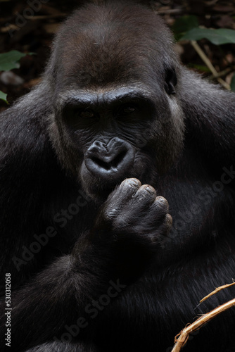 Gorilla close up