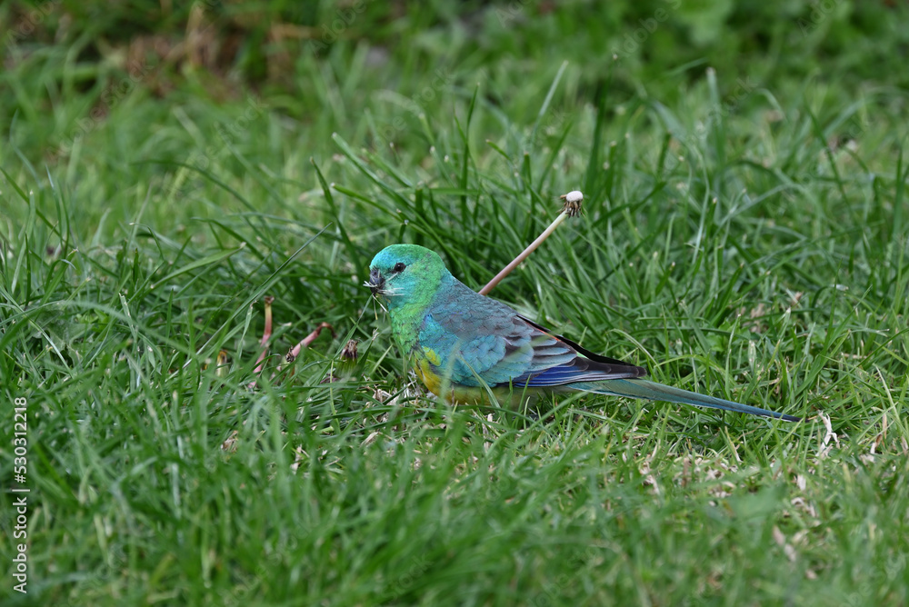 Side view of a well camouflaged red-rumped parrot, standing in a bright green grassy area, holding a collection of grass seeds in its beak