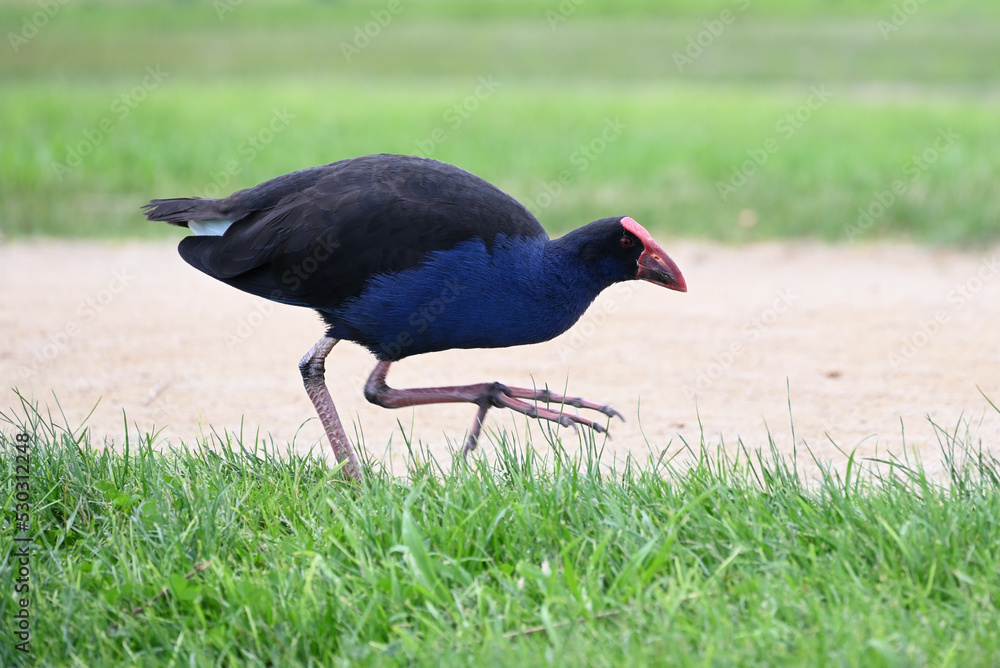 Side view of a purple swamphen, or pukeko, in mid-stride as it travels on grass running alongside a path in a park Side view of a purple swamphen, or pukeko, in mid-stride as it travels on grass running alongside a path in a park