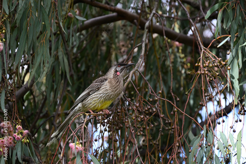 Red wattlebird perched on a branch in a flowering gum tree, surrounded by flowers, gumnuts, leaves photo