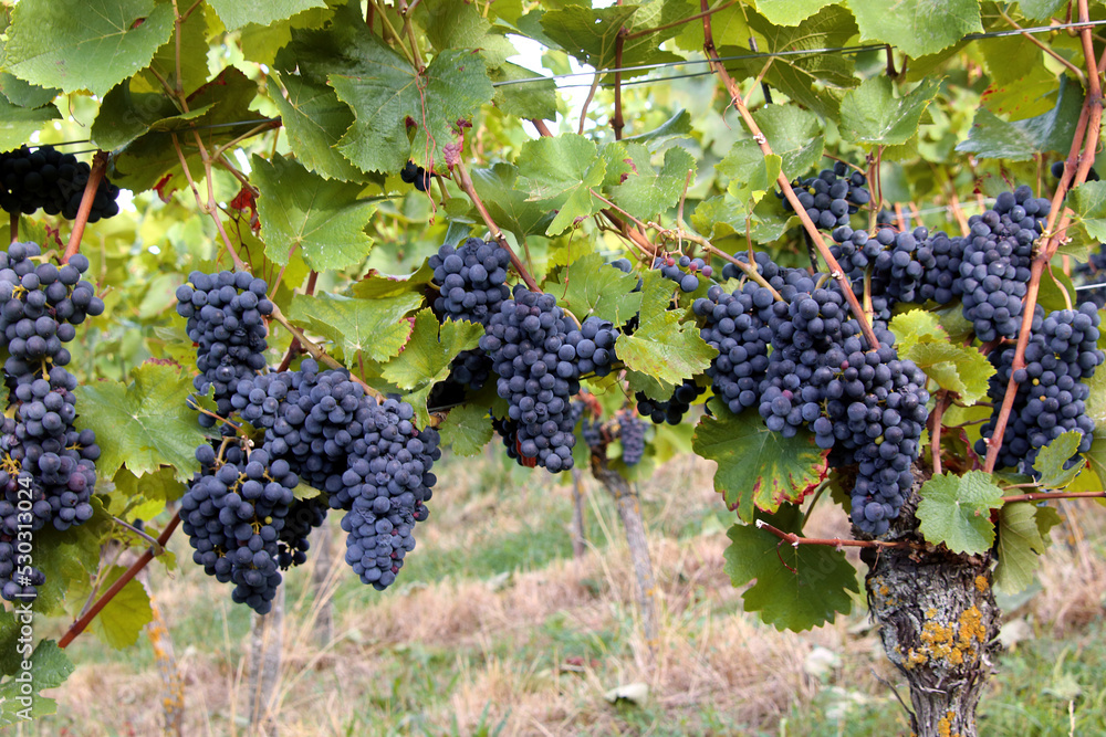 Rote Trauben am Weinstock