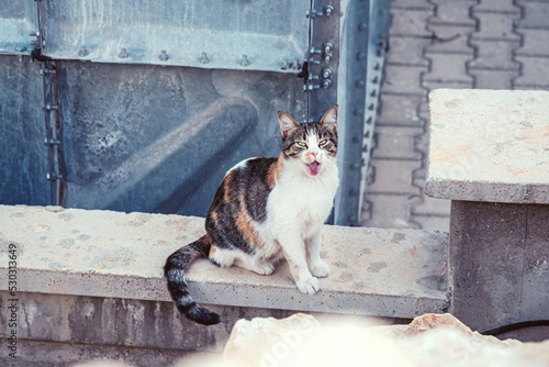 A calico cat is yawning in a street, close up