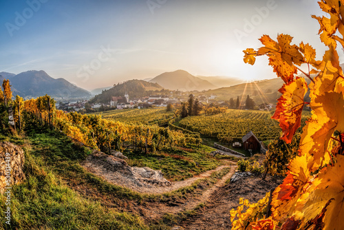 Colorful vineyards in Wachau valley against Spitz village with Danube river in Austria, UNESCO photo