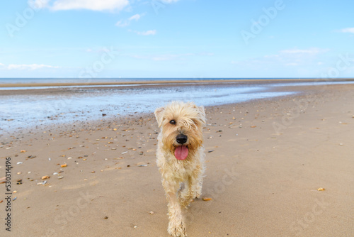 a soft coated wheaten terrier walk on the beach © lisa gray