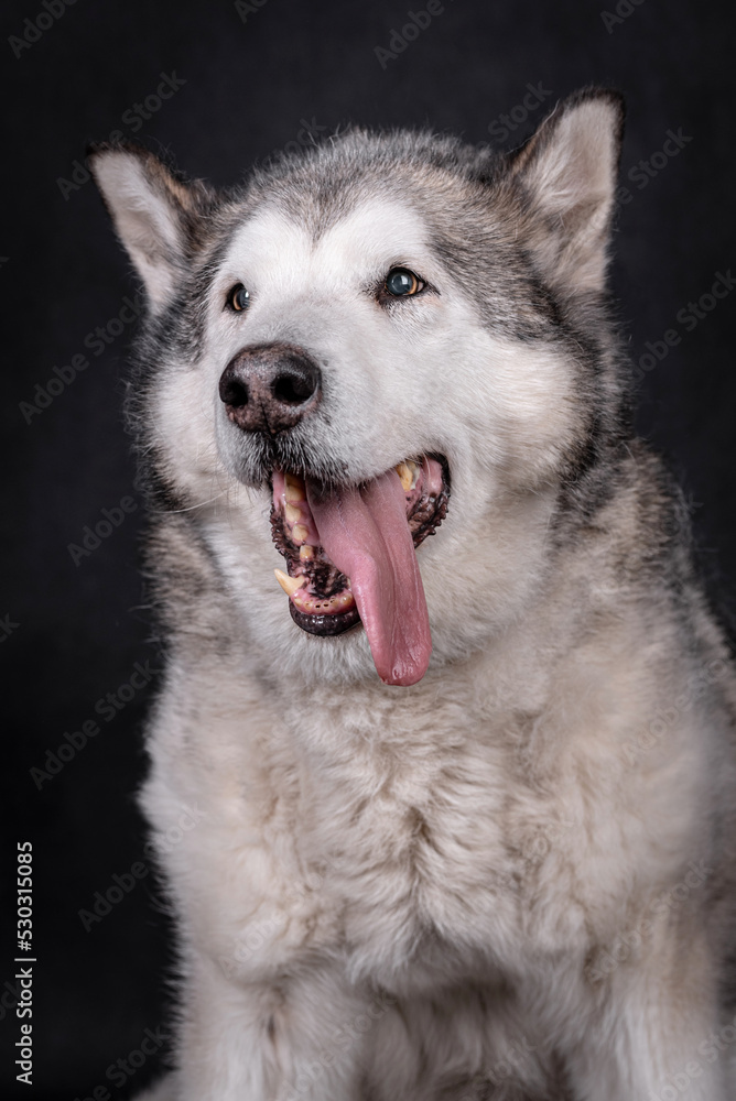 portrait of The Alaskan Malamute Dog