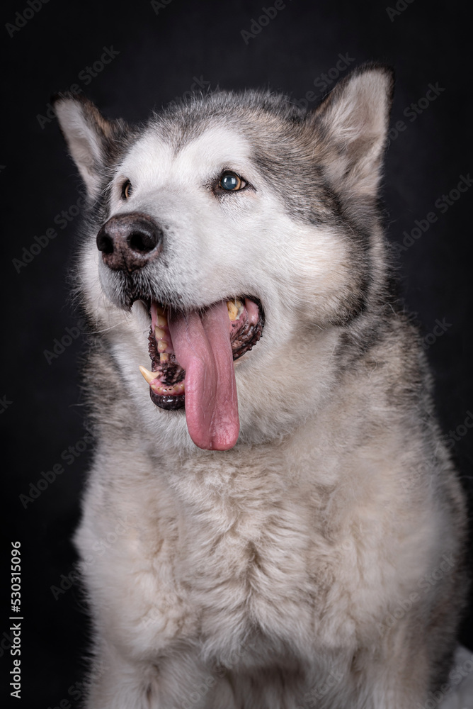 portrait of The Alaskan Malamute Dog portrait of The Alaskan Malamute Dog
