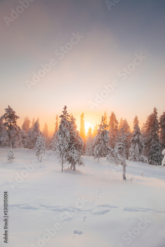 View of the snowy landscape of Finnish tundra during sunrise in Rovaniemi area of Lapland region above the Arctic Circle. Frosty morning in pristine nature. Sunrays passing through the forest © Fauren