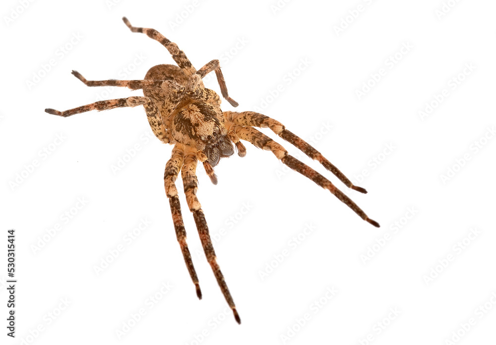 Nosferatu-Spinne auf weißem Hintergrund, Makro Nosferatu-Spinne auf weißem Hintergrund, Makro