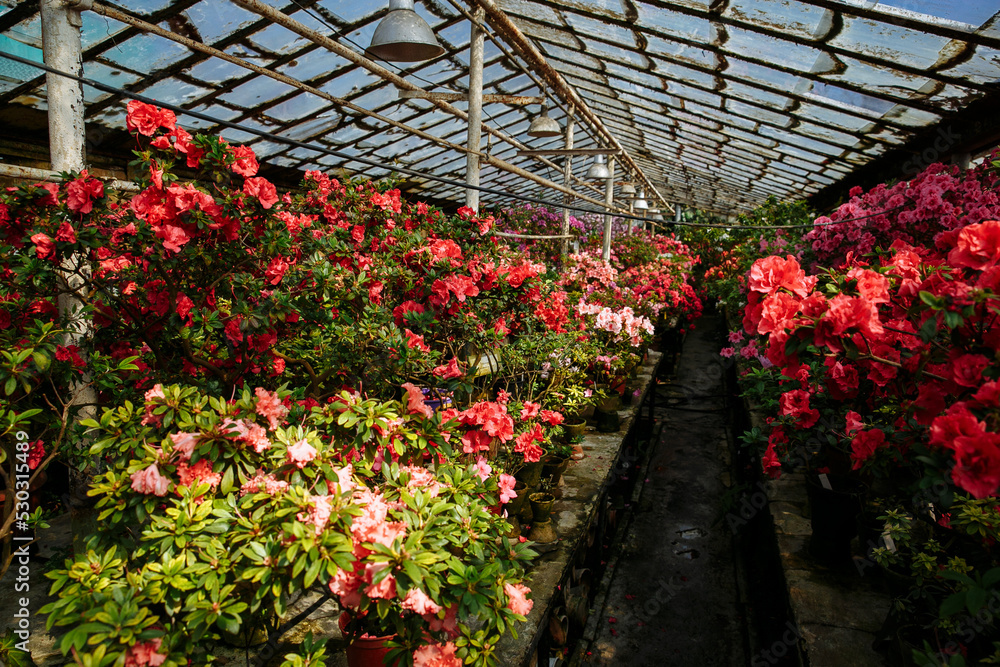 blooming flowers on a warm summer day blooming flowers on a warm summer day
