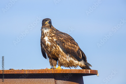 Juvenile Bald Eagle (Haliaeetus leucocephalus) perched on top of a small platform in the harbor of Homer, Alaska photo