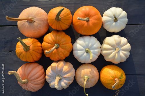 Various pumpkins collection in square composition. Cute mini pumpkins and squashes in different colors.