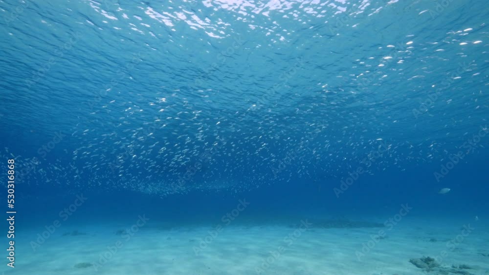 Seascape with Bait Ball, School of Fish, Mackerel fish in the coral reef of the Caribbean Sea, Curacao Seascape with Bait Ball, School of Fish, Mackerel fish in the coral reef of the Caribbean Sea, Curacao