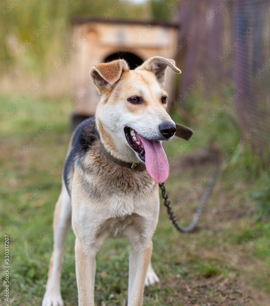 A cheerful big dog with a chain tongue sticking out. Portrait of a dog on a chain that guards the house close-up. A happy pet with its mouth open. Simple dog house in the background A cheerful big dog with a chain tongue sticking out. Portrait of a dog on a chain that guards the house close-up. A happy pet with its mouth open. Simple dog house in the background
