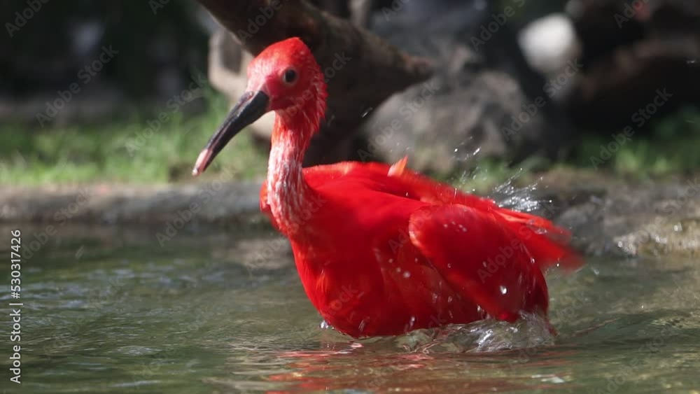 The scarlet ibis (Eudocimus ruber) in water, slow motion