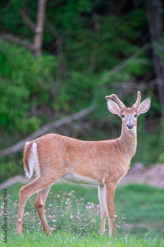 Young whitetail buck stands in a field Young whitetail buck stands in a field