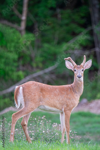 Young whitetail buck stands in a field