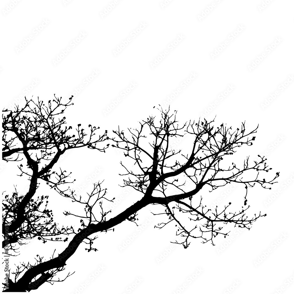 Fototapeta premium Shadows of big trees and branches isolated from white background.