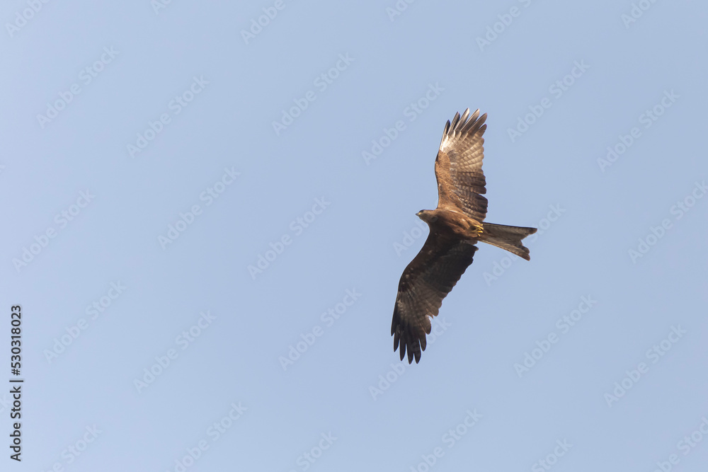 black kite flying in a clear blue sky