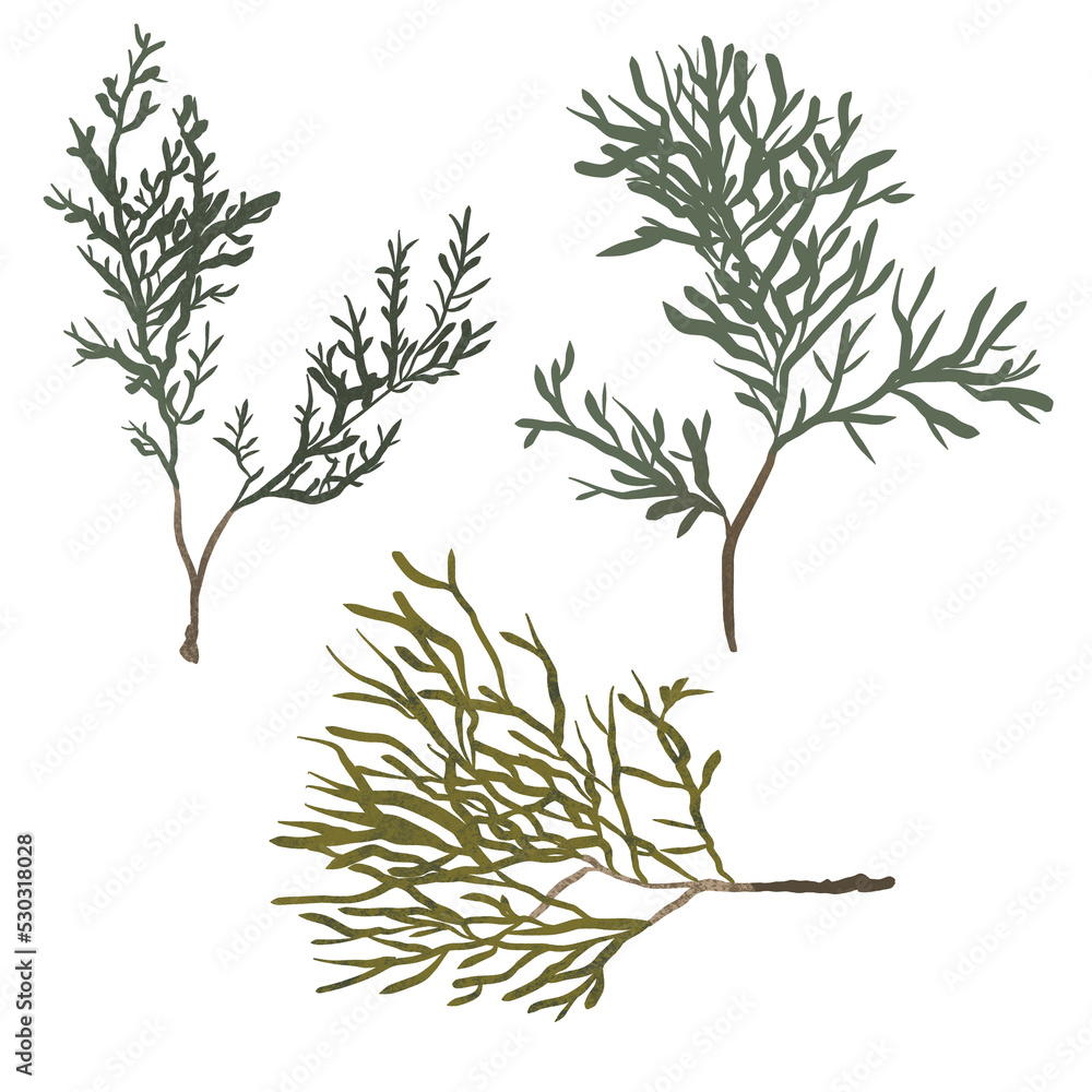 Fototapeta premium Christmas pine branch and cone set, evergreen tree, fir, winter plants, New Year wood, holiday decoration. Hand drawn illustration