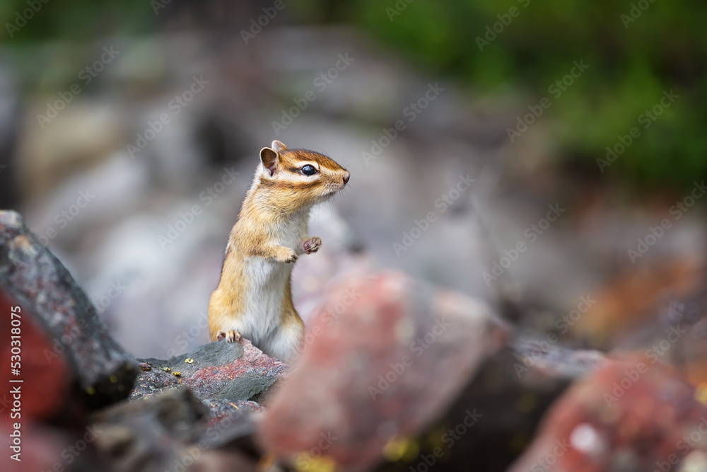 A chipmunk peeks out from behind the stones.