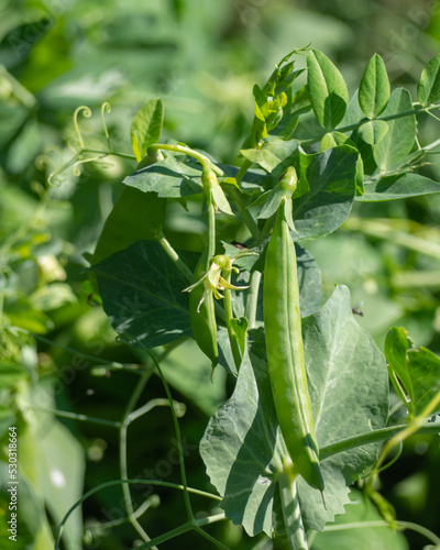 A ripe pod of green peas on a plant close-up. Organic green peas in sunlight
