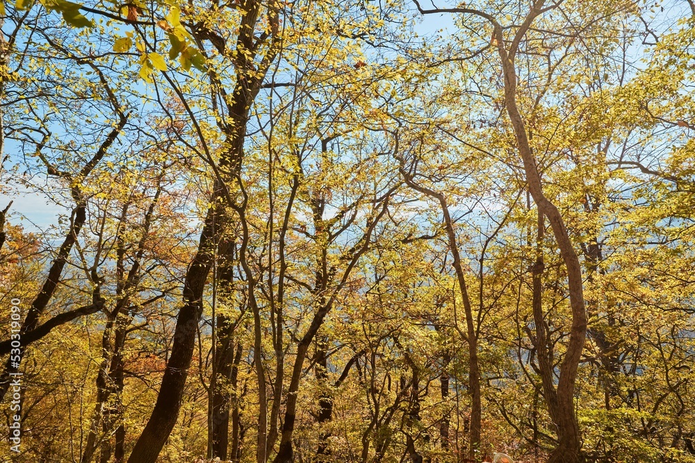 Fototapeta premium A tree in the forest with yellow autumn leaves