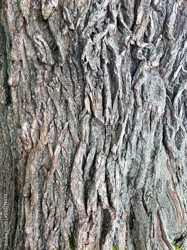 The texture of the bark of an old willow. Natural background