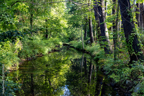 river in the forest