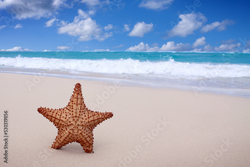 Starfish on the white sandy beach in Dominican Republic.