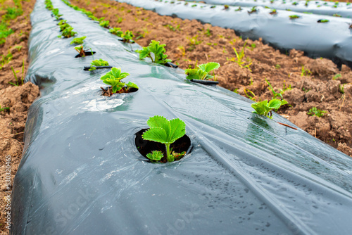 Rows of strawberry on ground covered by plastic mulch film in agriculture organic farming. Cultivation of berries and vegetables using mulching method photo