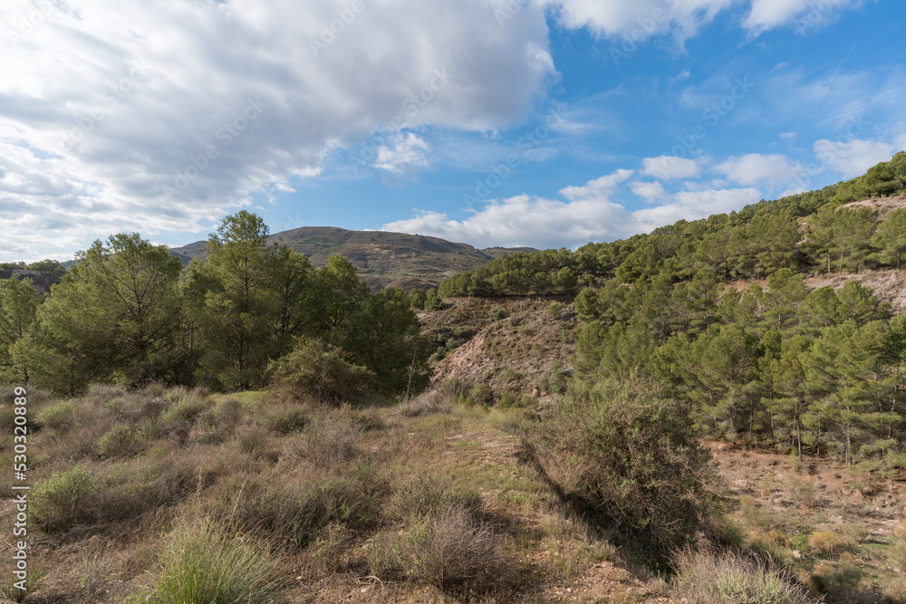 pine forest on the mountain in the south of Spain