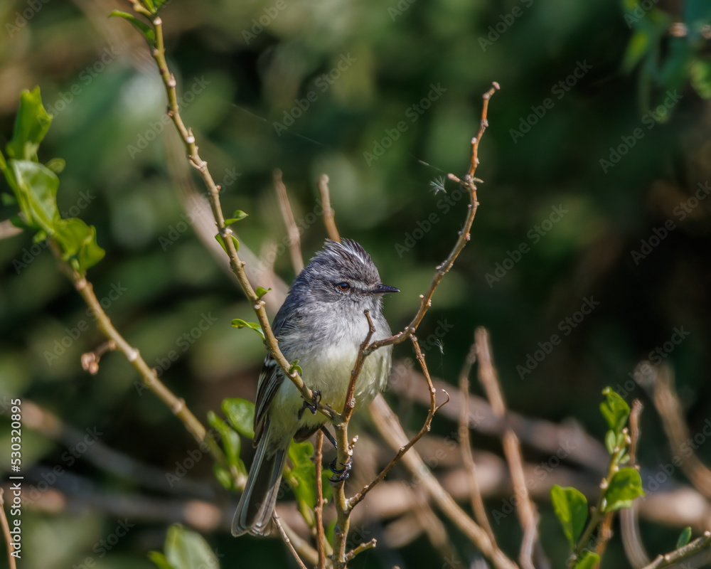 A tiny songbird sunbathing perched on a tree branch on a sunny winter morning A tiny songbird sunbathing perched on a tree branch on a sunny winter morning