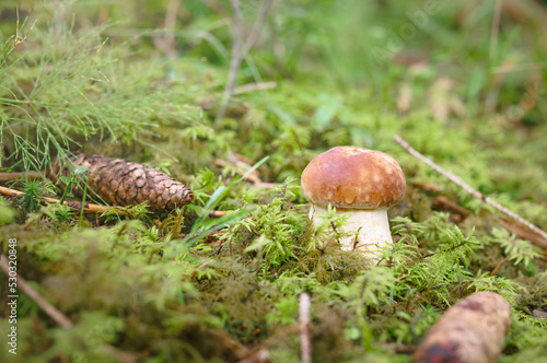 Small porcini mushroom growing of moss on forest ground. Fall fungi background scenery. Edible mushroom ready to be harvested. Known as king mushroom, cep or Boletus edulis. Selective focus.