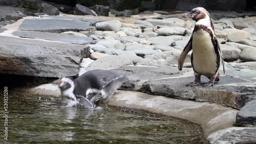 The clumsy Humboldt penguin (Spheniscus humboldti) slipped into the water, slow motion photo
