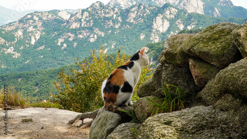 Canvas Print a landscape with three-color cats