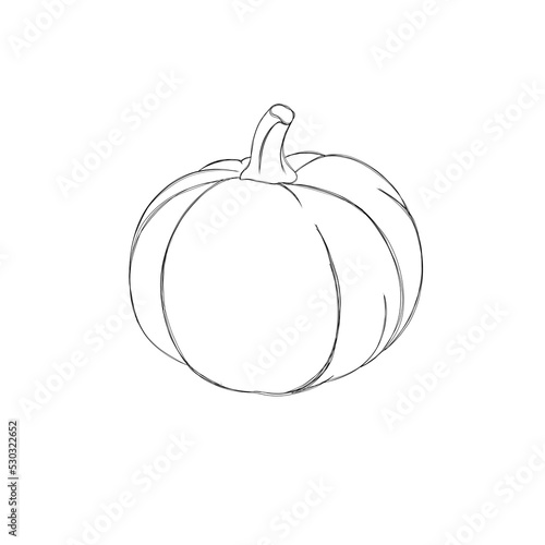 Ink sketch of pumpkin isolated on white background. Hand drawn illustration. ...