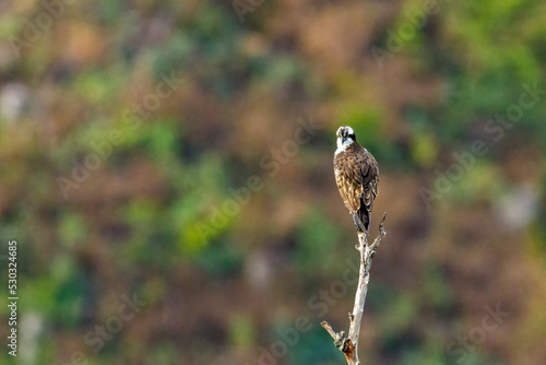 An Osprey on a branch