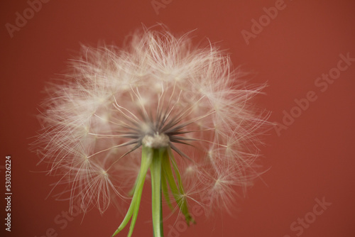Fototapeta Naklejka Na Ścianę i Meble -  Dandelion seeds Colorful natural garden flowers
