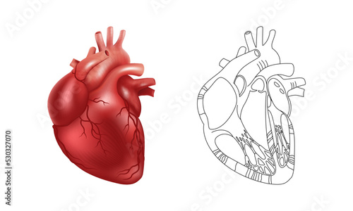Realistic 3d human heart and a schematic drawing of its internal structure. Vector illustration for medical posters, scientific atlases and articles